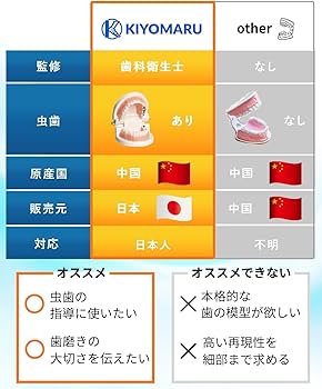 Amazon.co.jp: KIYOMARU パカっと開口できる虫歯付き歯列模型 人体模型 Amazon.co.jp: KIYOMARU パカっと開口できる虫歯付き歯列模型 人体模型